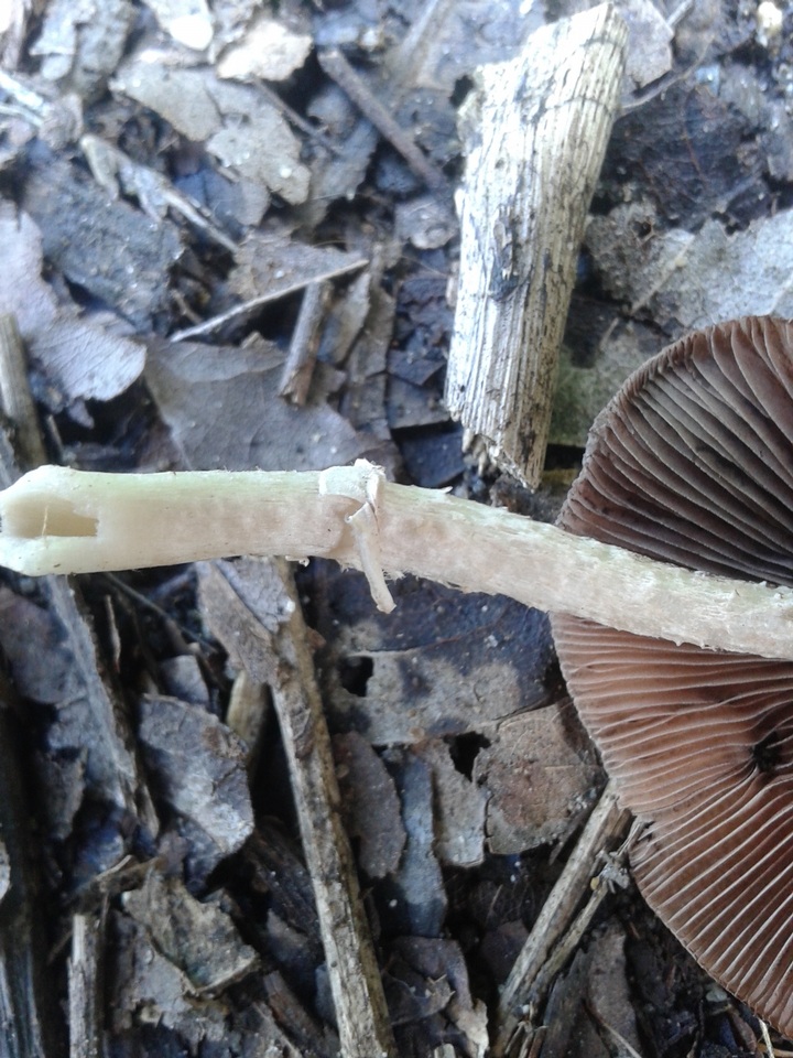 Candolleomyces image