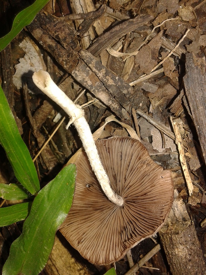 Candolleomyces tuberculatus image