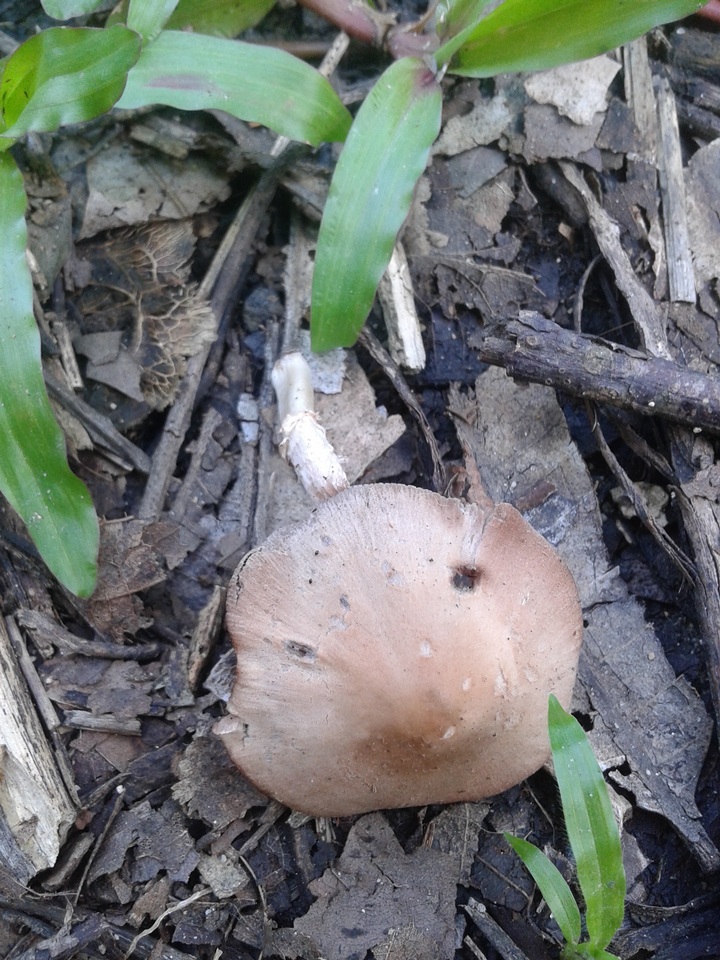Candolleomyces image