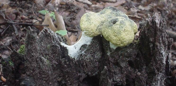 Fuligo septica var. septica image
