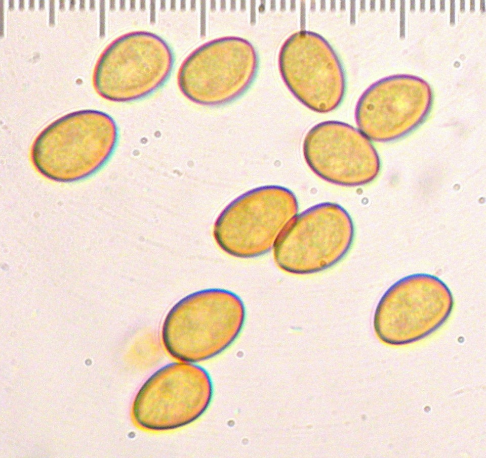 Pholiota iterata image