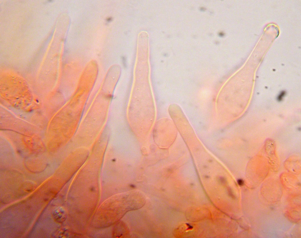 Pholiota iterata image