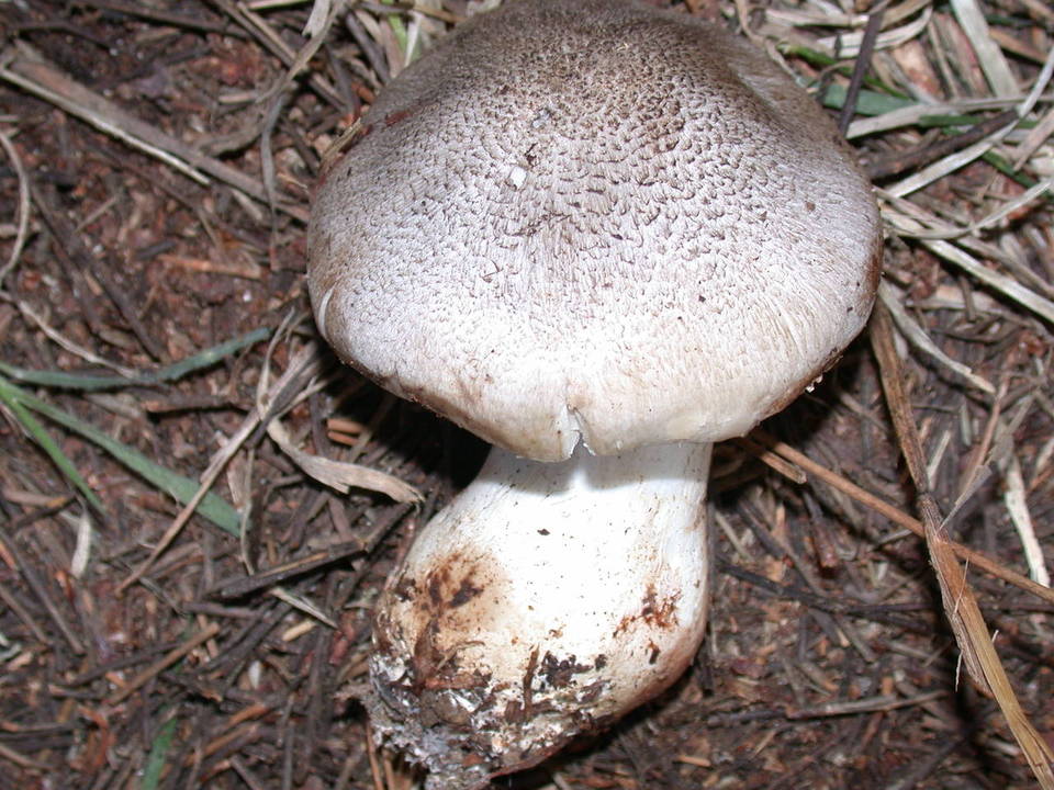 Tricholoma pardalotum image