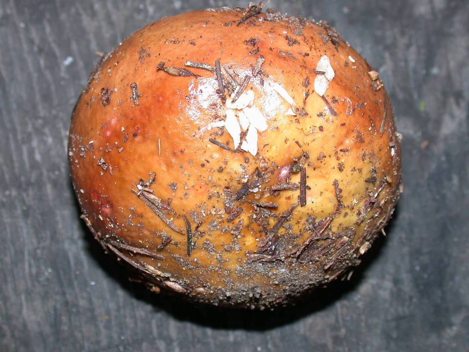 Russula bicolor image