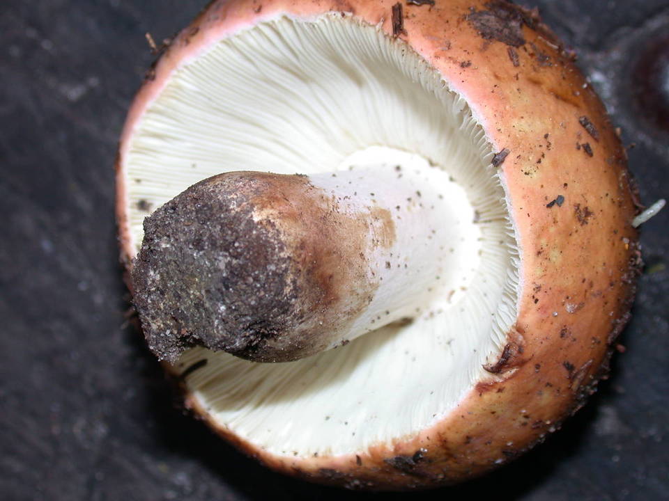 Russula bicolor image