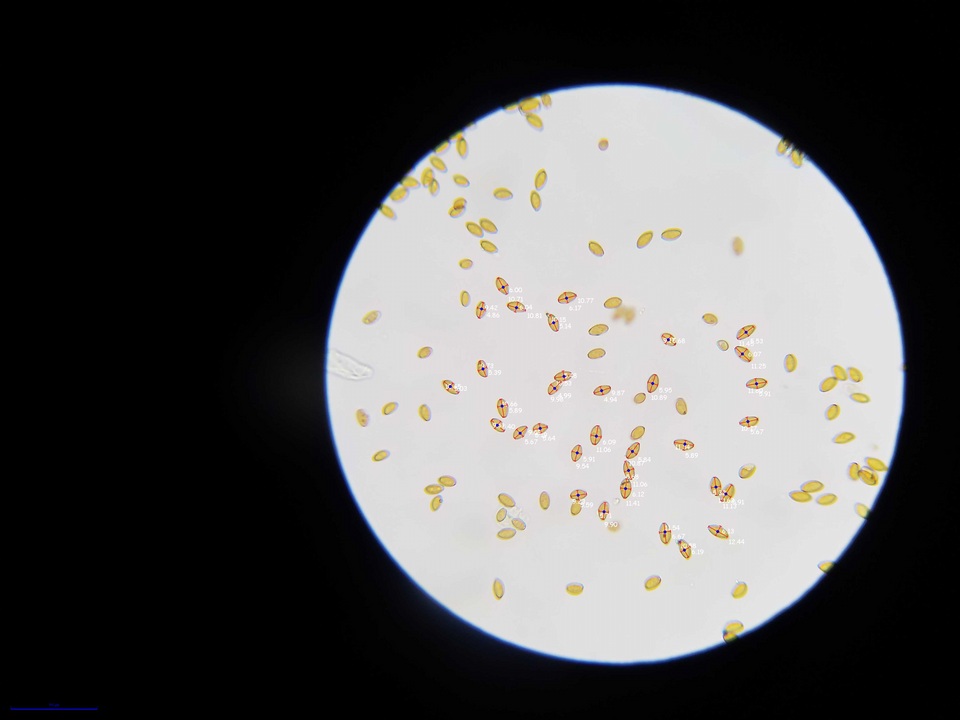 Pholiotina utricystidiata image