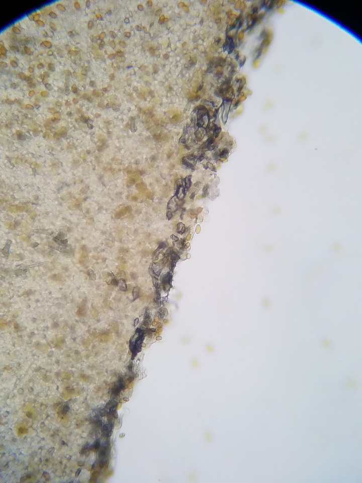 Pholiotina utricystidiata image