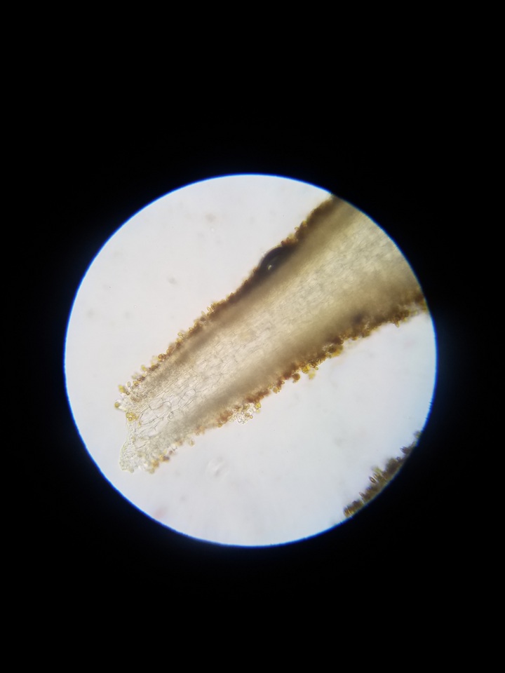 Pholiotina utricystidiata image
