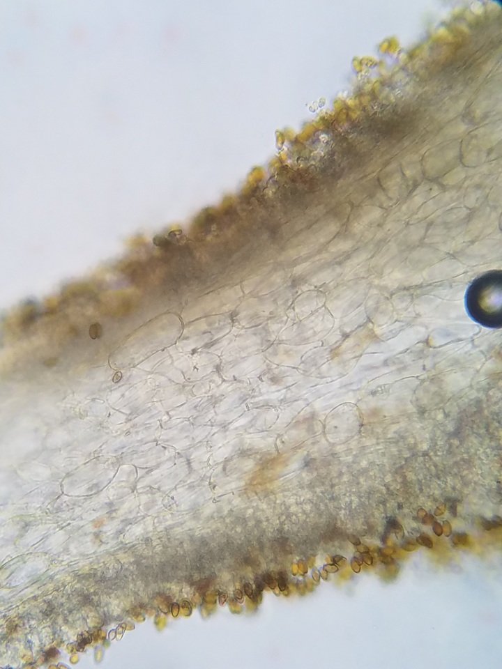 Pholiotina utricystidiata image
