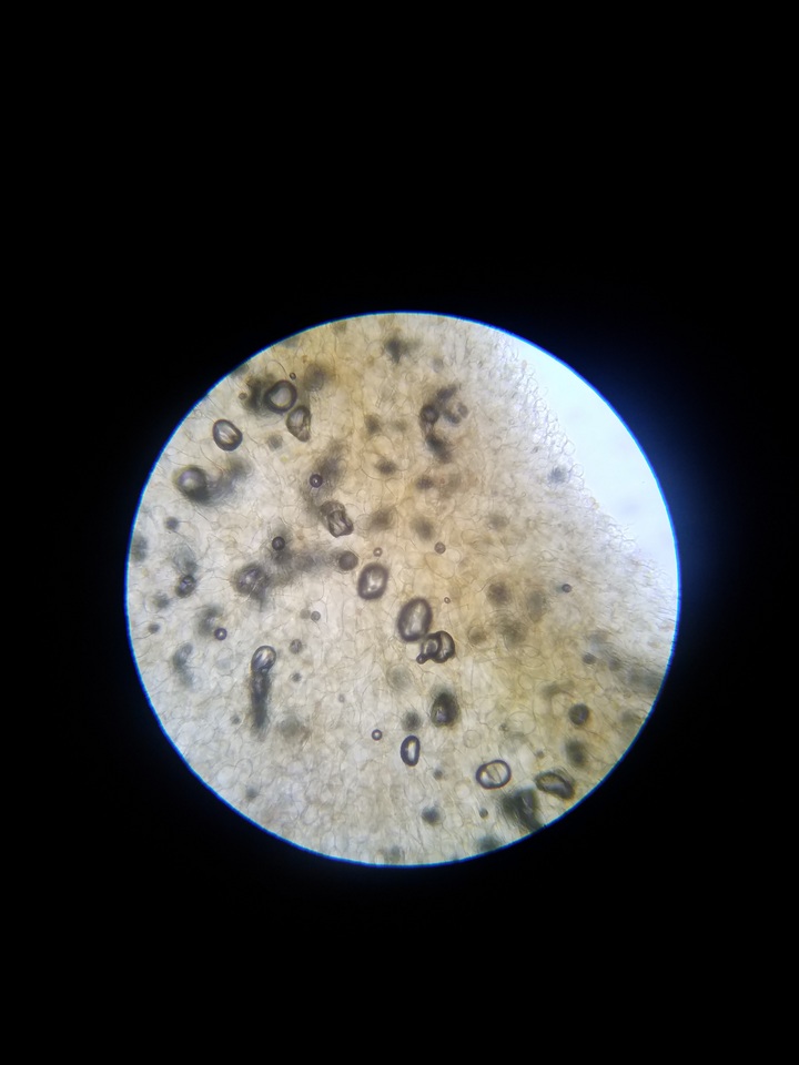 Pholiotina utricystidiata image