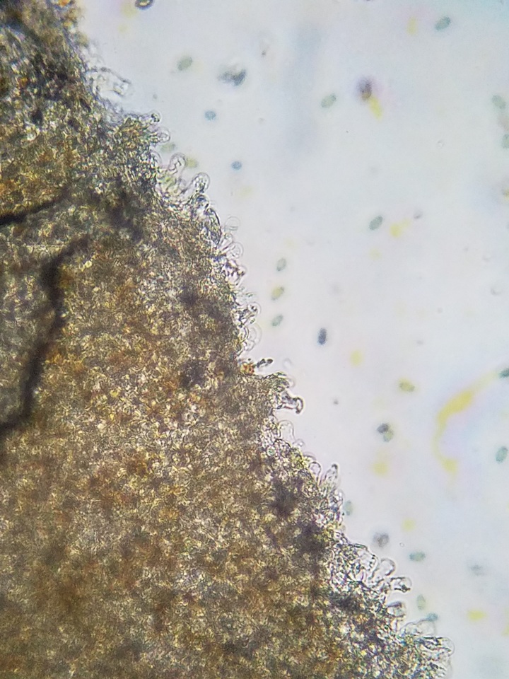 Pholiotina utricystidiata image