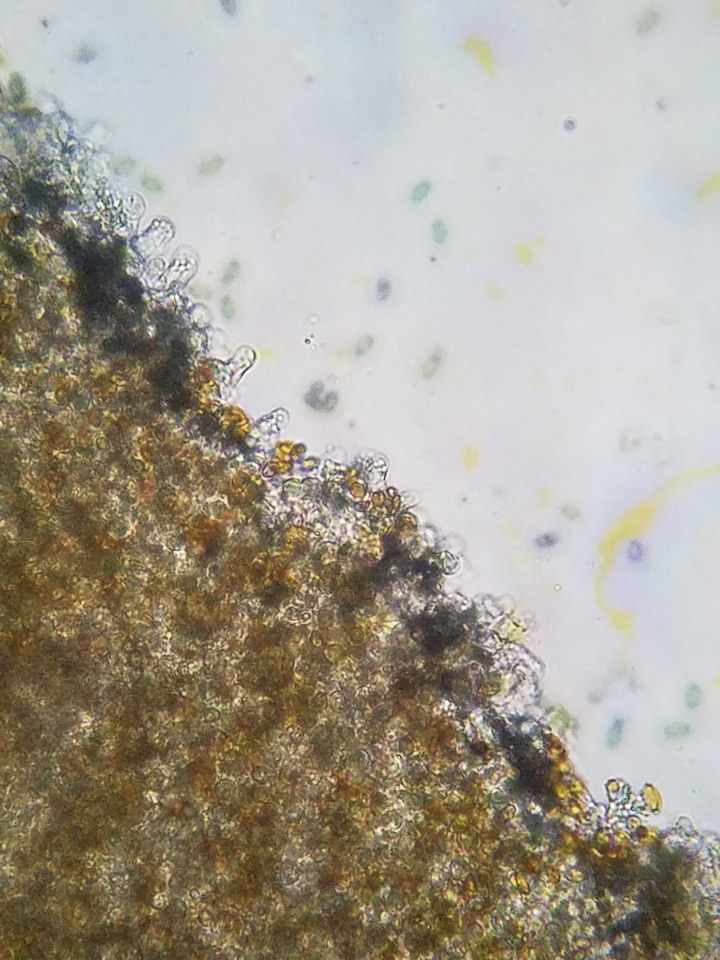 Pholiotina utricystidiata image