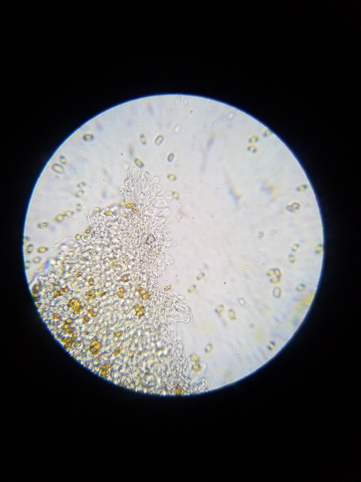 Pholiotina utricystidiata image