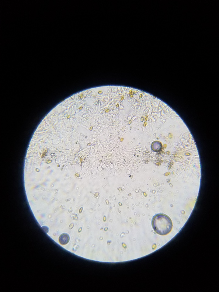 Pholiotina utricystidiata image