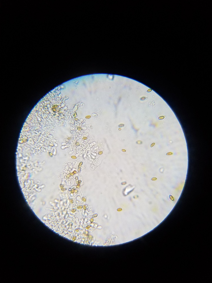 Pholiotina utricystidiata image
