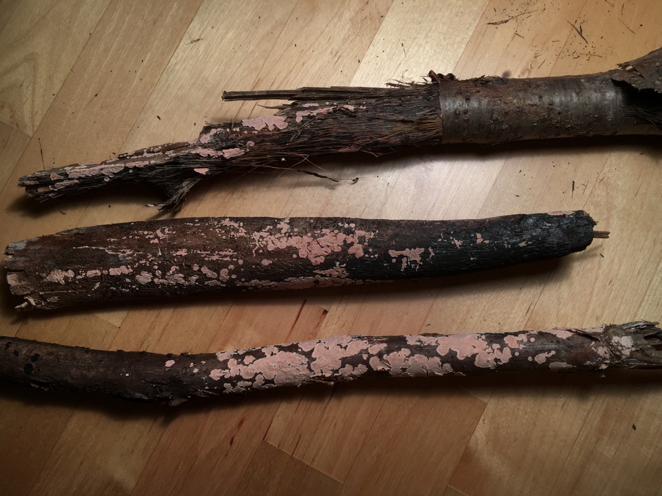 Corticium lombardiae image