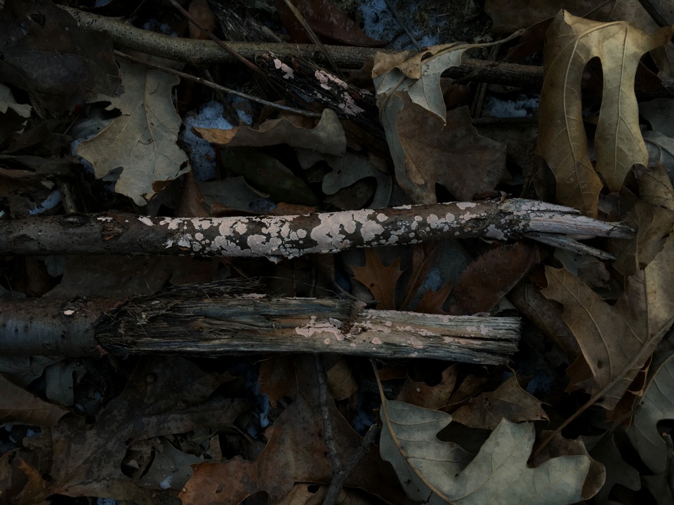 Corticium lombardiae image