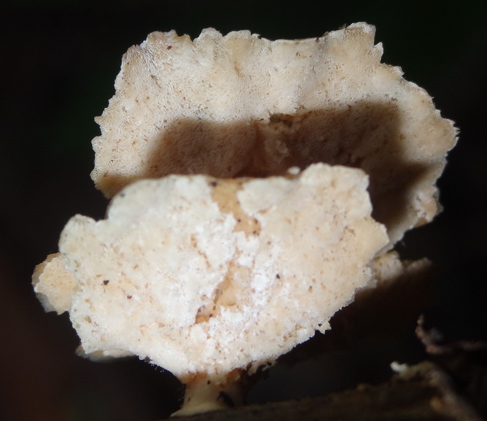Polyporus grammocephalus image
