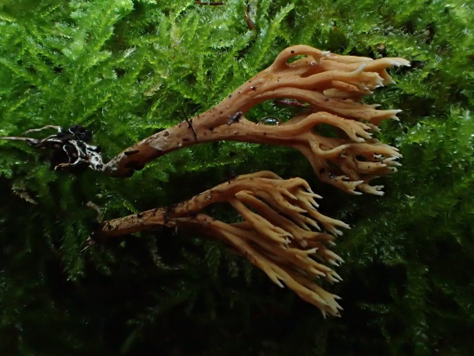 Ramaria incognita image