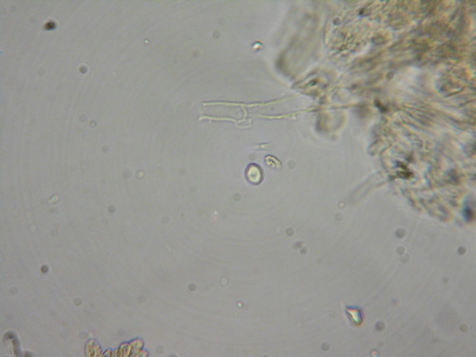 Ramaria incognita image