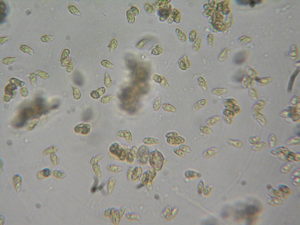 Ramaria incognita image