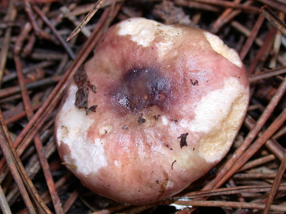 Macowanites nauseosus image