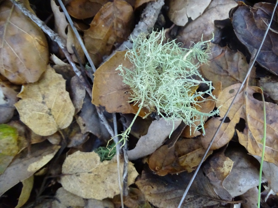 Usnea perplexans image