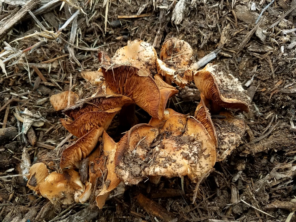 Agrocybe smithii image
