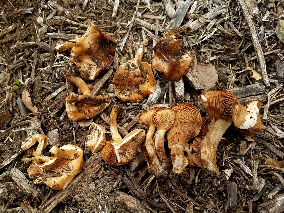Agrocybe smithii image