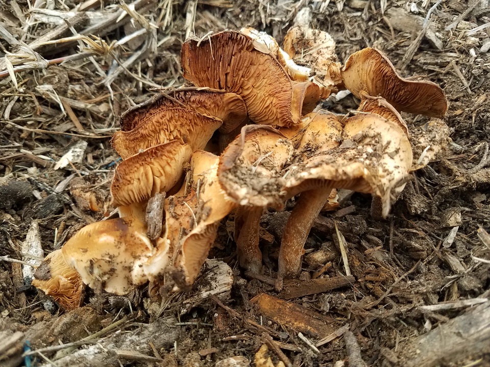 Agrocybe smithii image