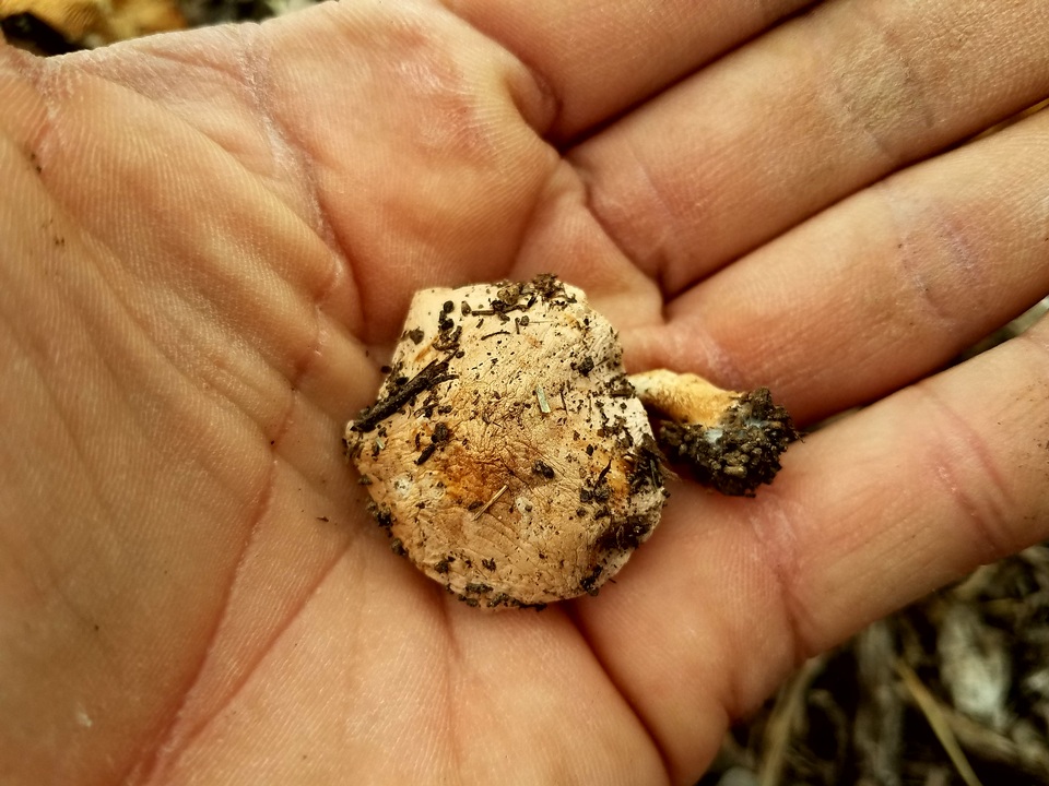 Agrocybe smithii image