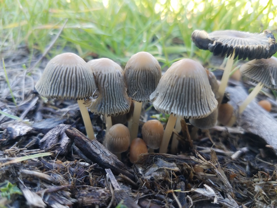 Parasola megasperma image