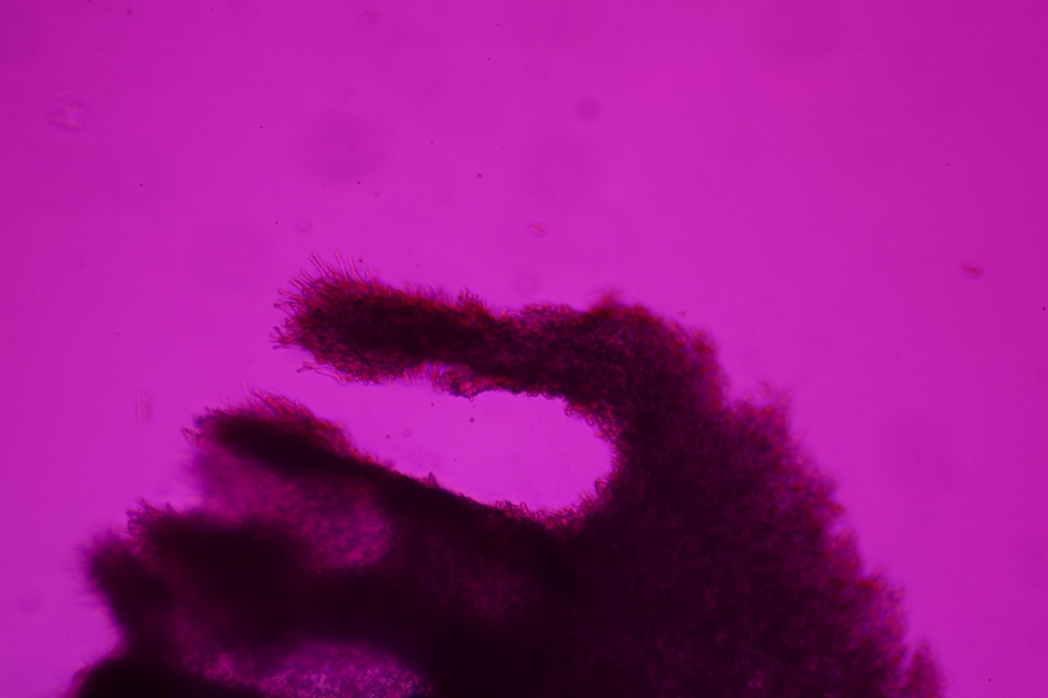 Antrodiella semisupina image