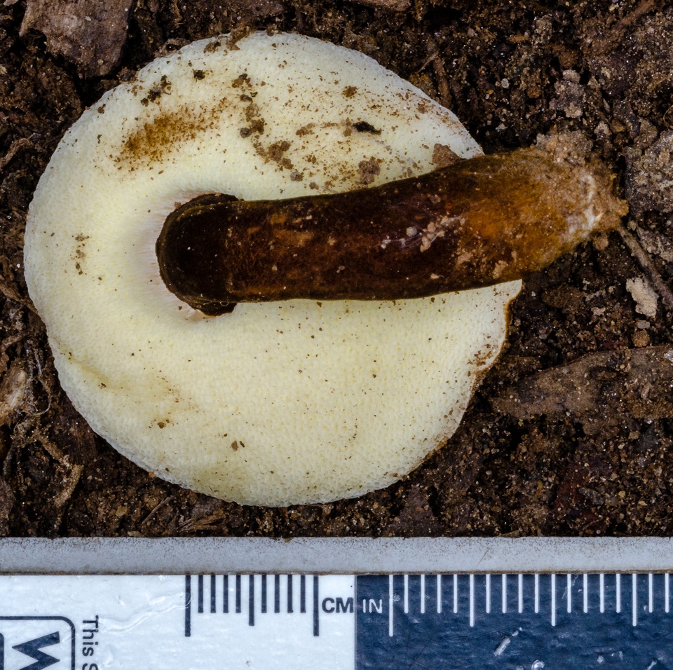 Gyroporus mcnabbii image