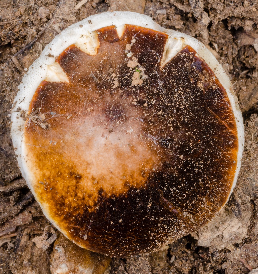 Gyroporus mcnabbii image