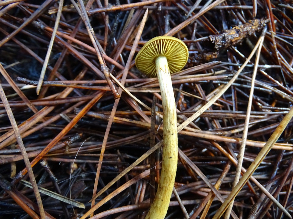Cortinarius idahoensis image