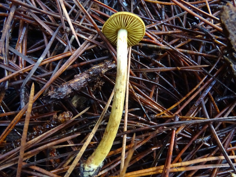 Cortinarius idahoensis image