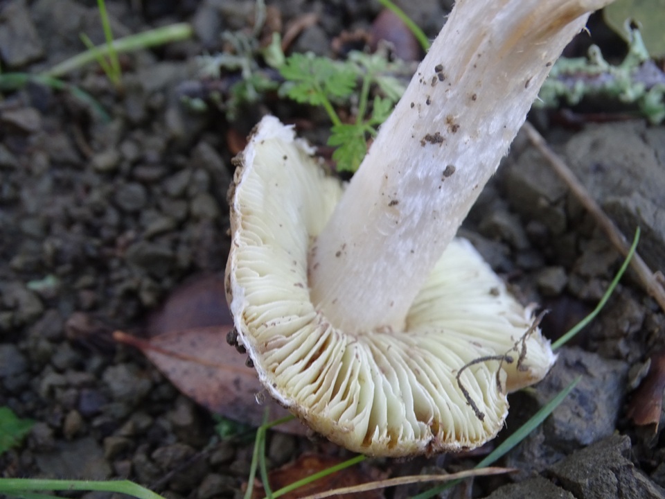 Inocybe brunnescens image