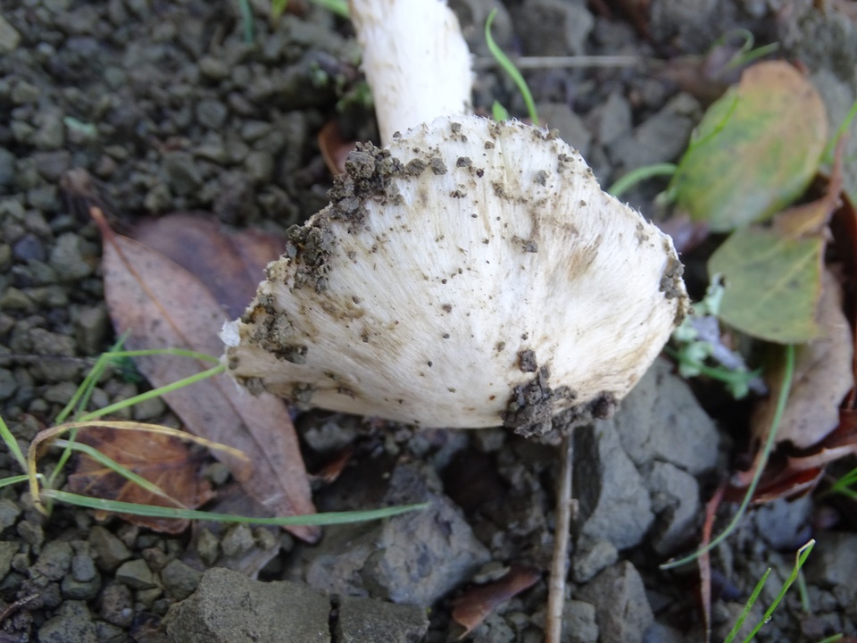 Inocybe brunnescens image