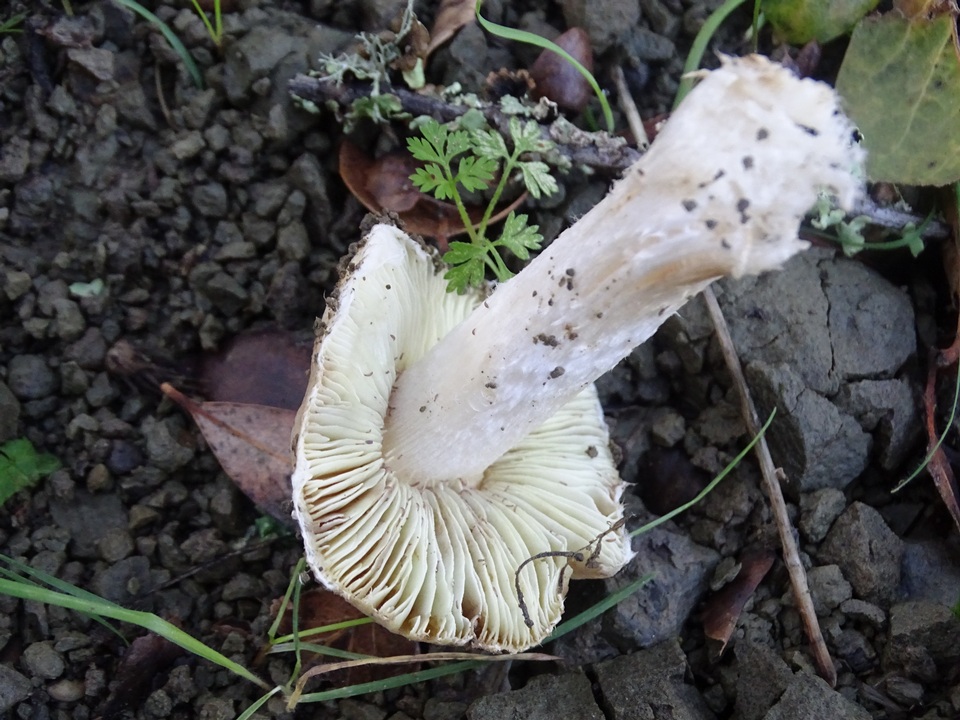 Inocybe brunnescens image