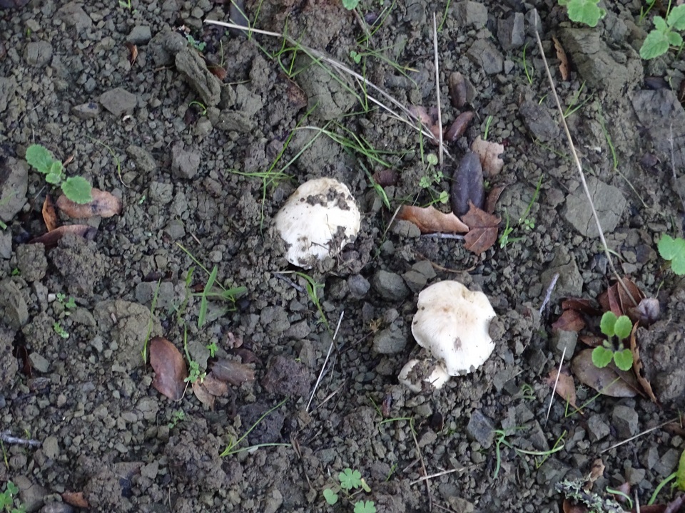 Inocybe brunnescens image