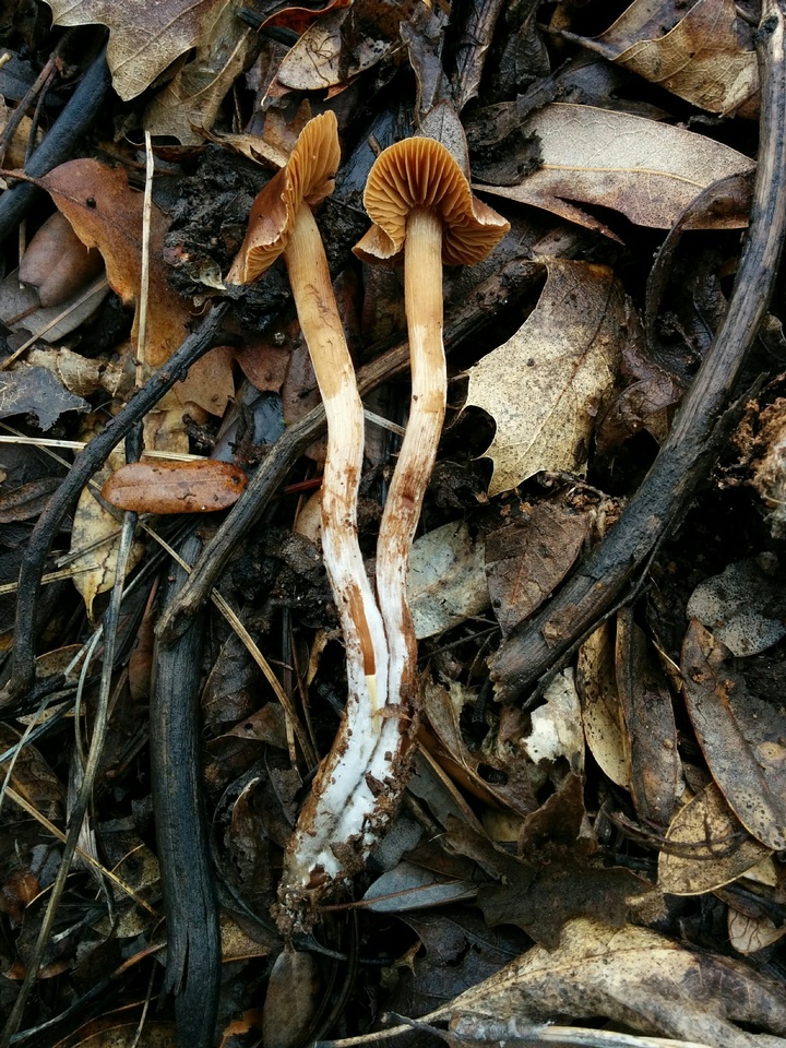 Cortinarius subobtusus image
