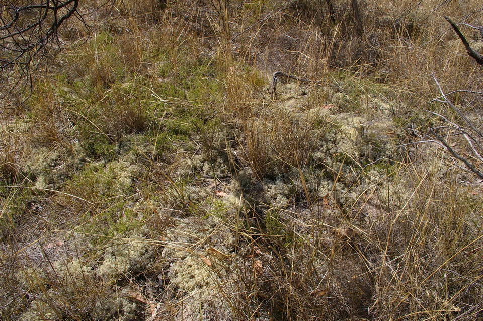Cladia ferdinandii image