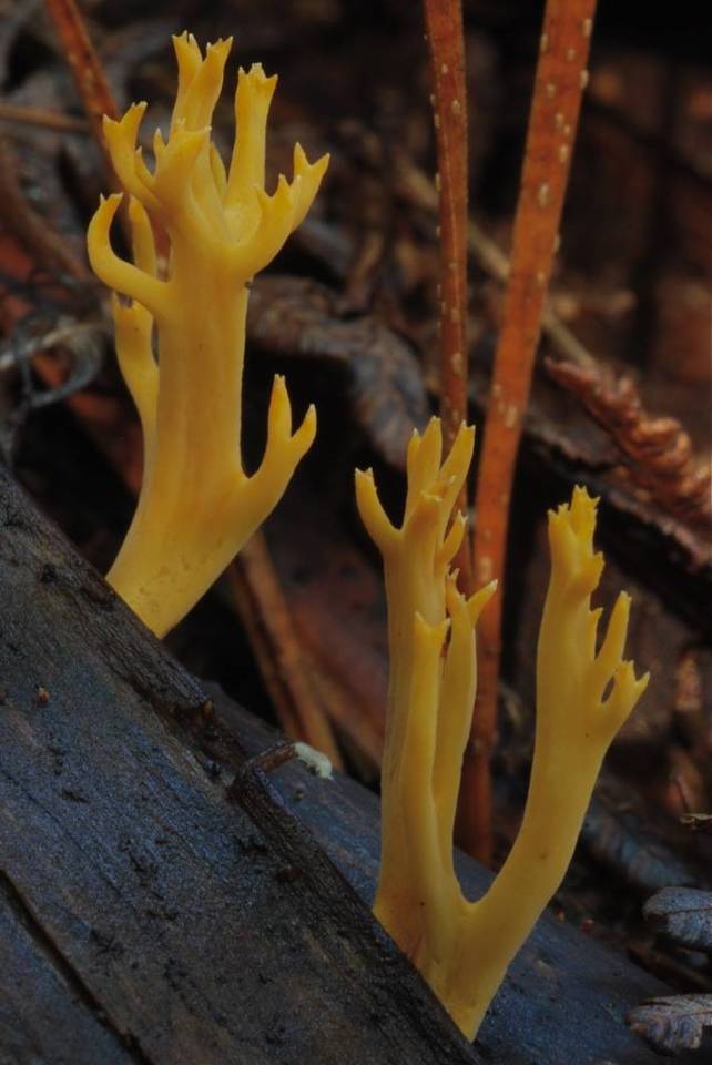 Ramaria aureorhiza image
