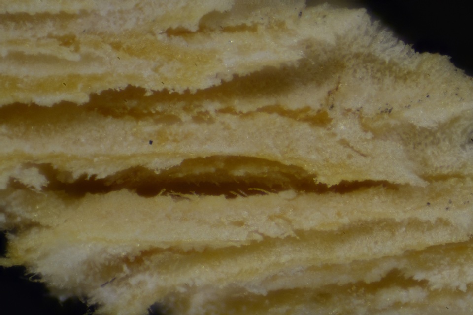 Schizopora flavipora image