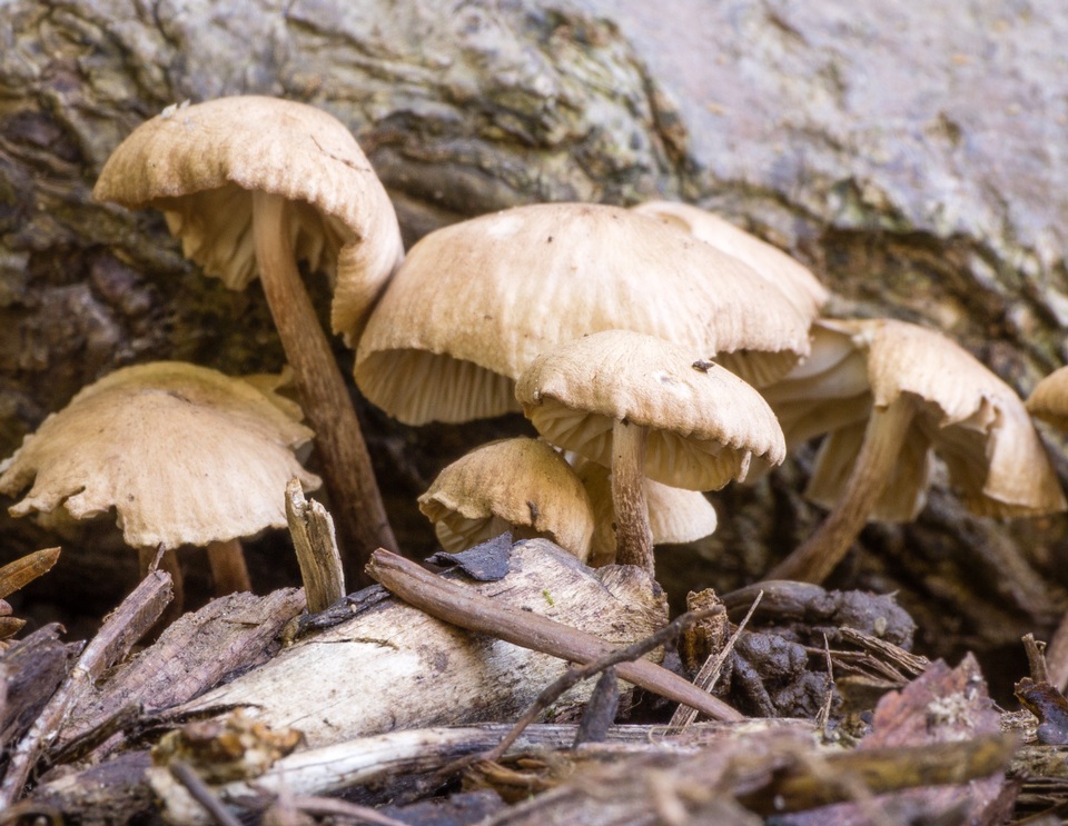 Gymnopus subpruinosus image