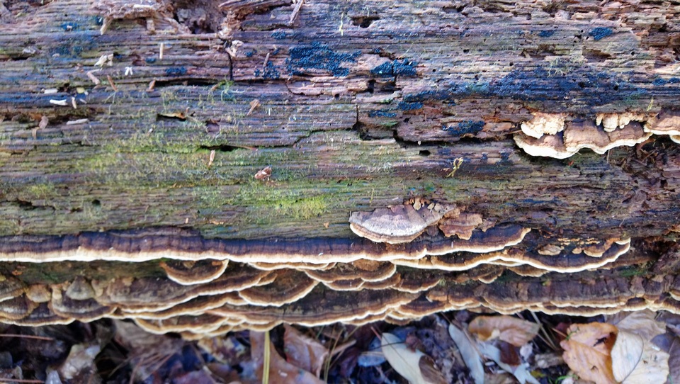 Neoantrodia serialiformis image
