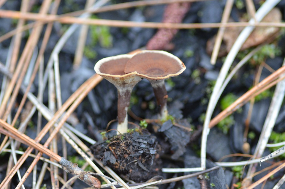 Coltricia confluens image