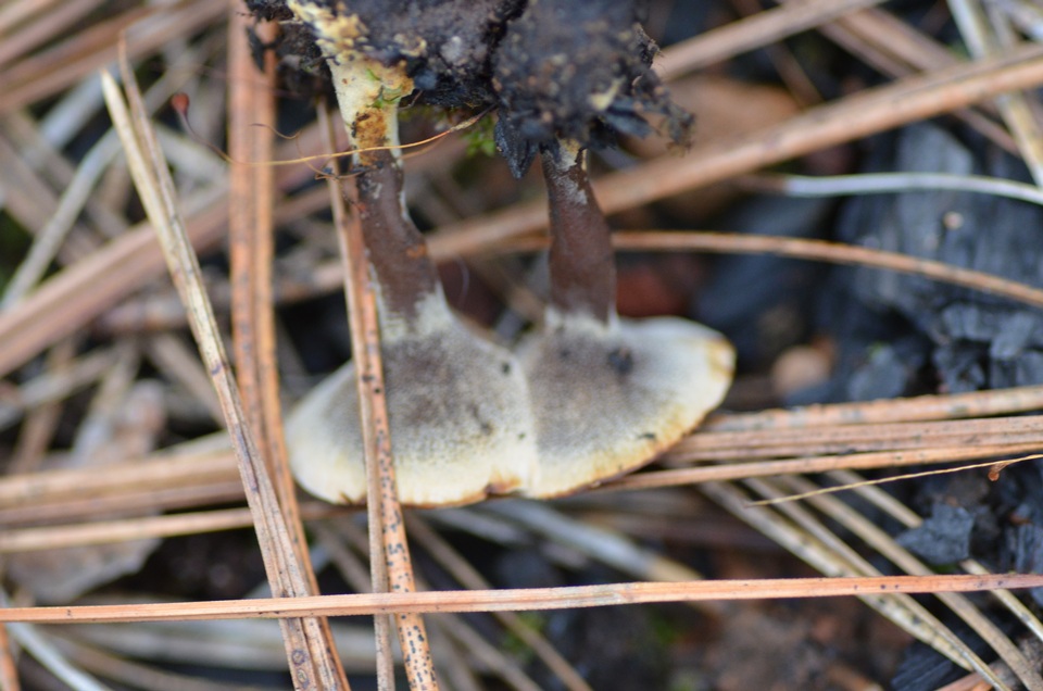 Coltricia confluens image