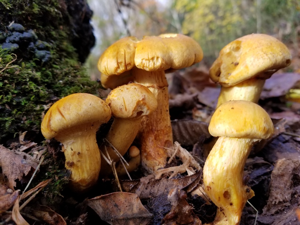Gymnopilus luteus image